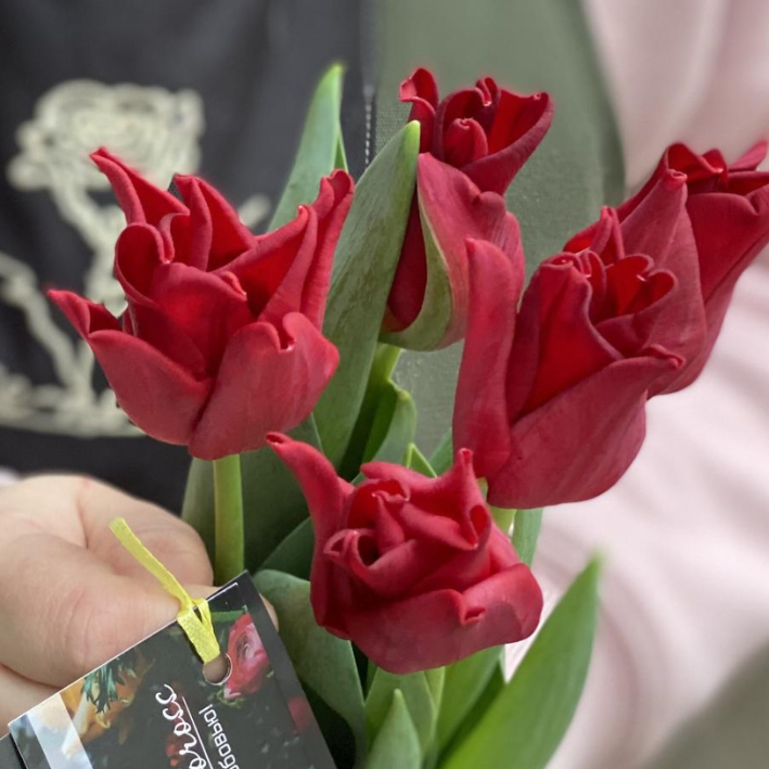 Tulip bulbs White Liberstar - very special white tulip! - Tulip Store