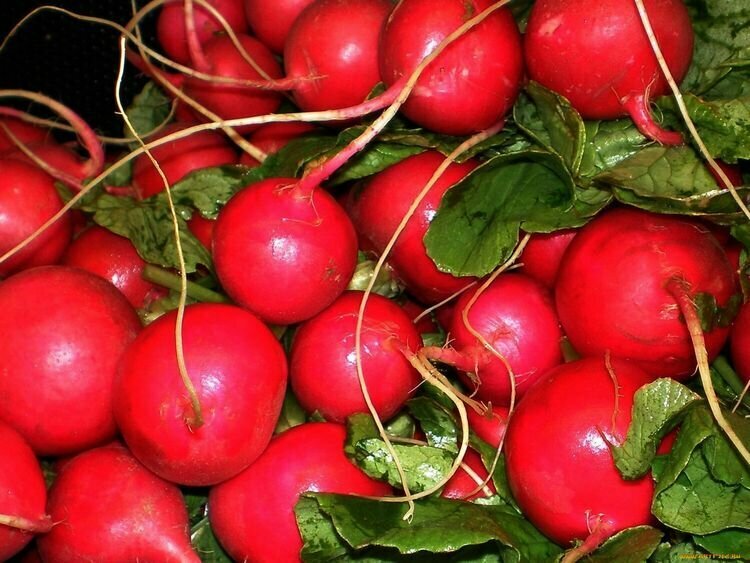 Семена Редис Родос 0.2 гр.