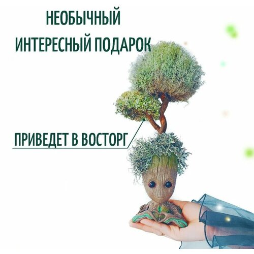 Грут кашпо, фигурка, статуэтка 30 см + исландский мох живой / Цетрария дерево, подарок для девочек