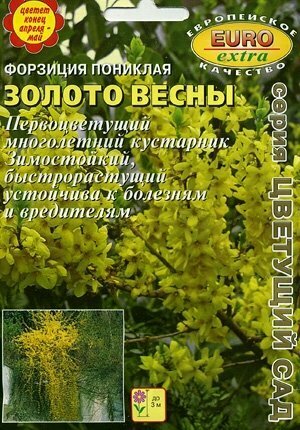Форзиция Золото...