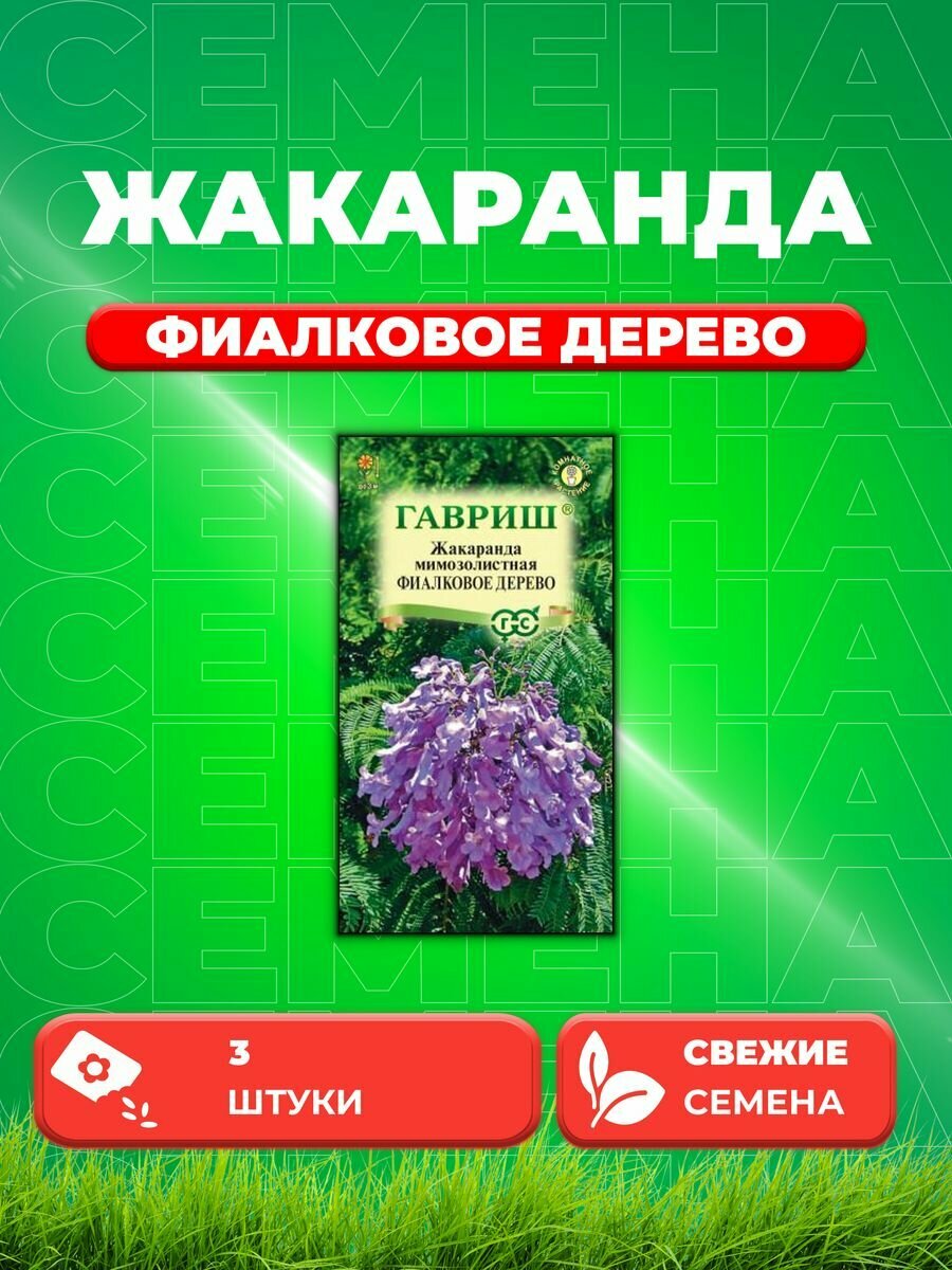 Жакаранда Фиалковое дерево* 3 шт.