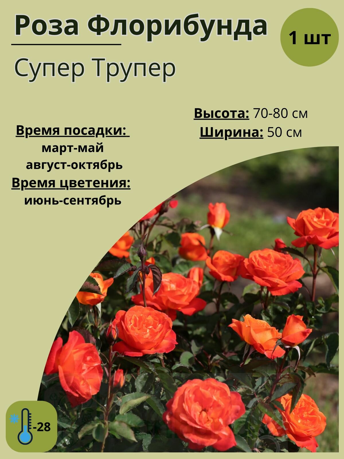 Роза Флорибунда Супер Трупер, саженец для сада