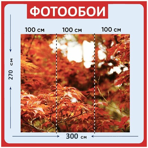 Фотообои Апельсин красный азиатский 300x270 см флизелиновыена стену 3940₽