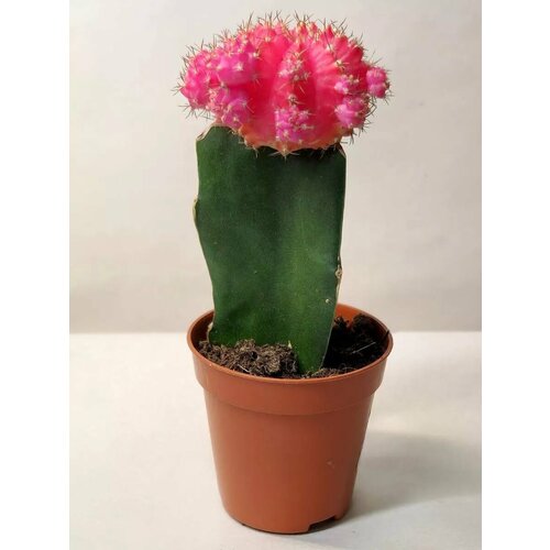 Кактус Гимнокалициум Розовый D-5 H-12 1350₽