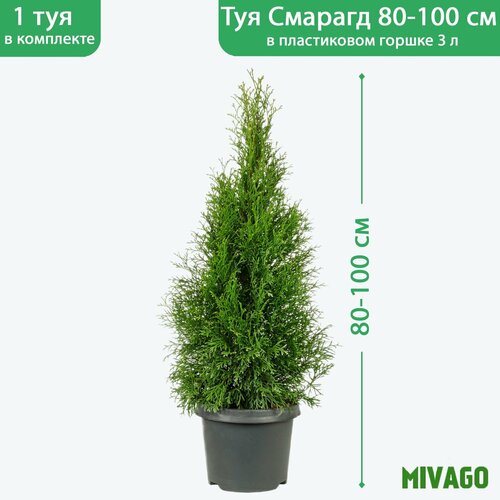 Туя западная Смарагд C3, высота 80-100 см, диаметр горшка 19 см, саженец зеленый