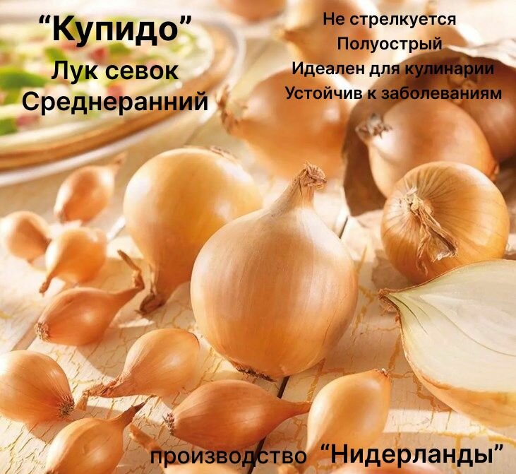 Лук севок озимый на посадку 