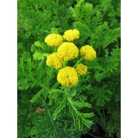 Семена Пижма обыкновенная курчавая (Tanacetum crispum),