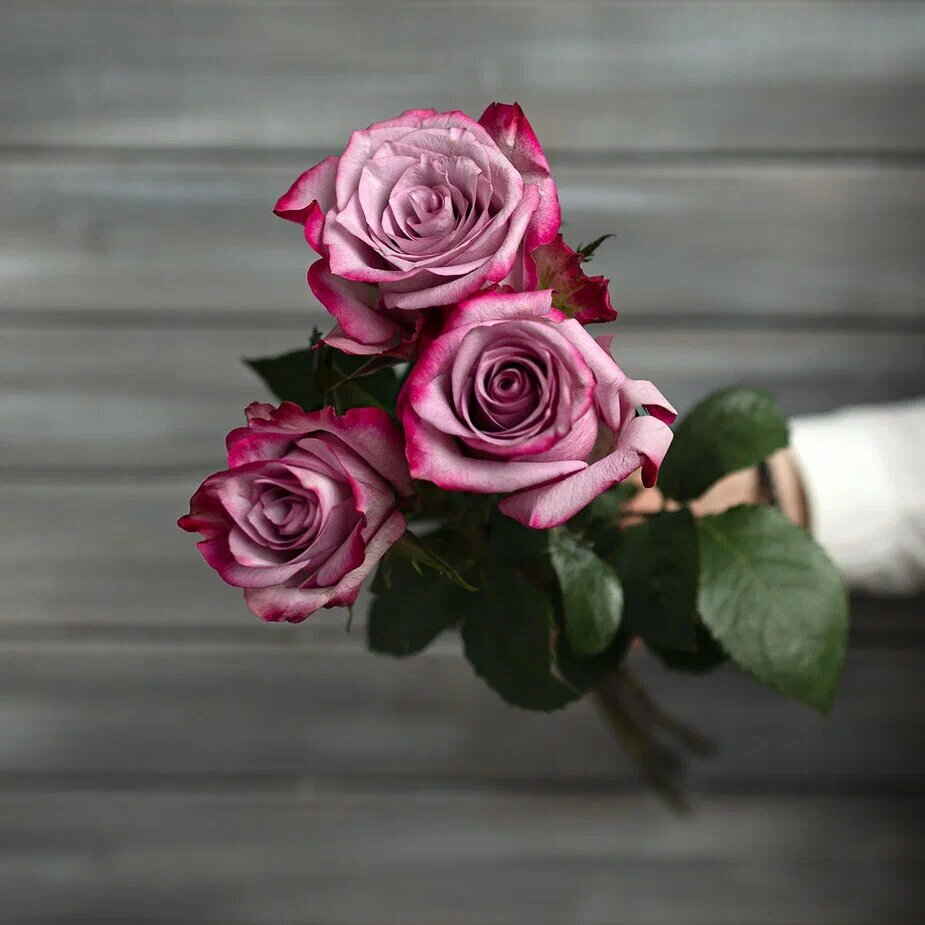 3 фиолетовые розы Эквадор 50 см
