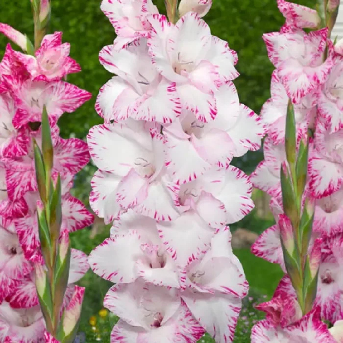 Луковицы цветов, botanica garden , Гладиолус Май Лав ( 5 луковиц )