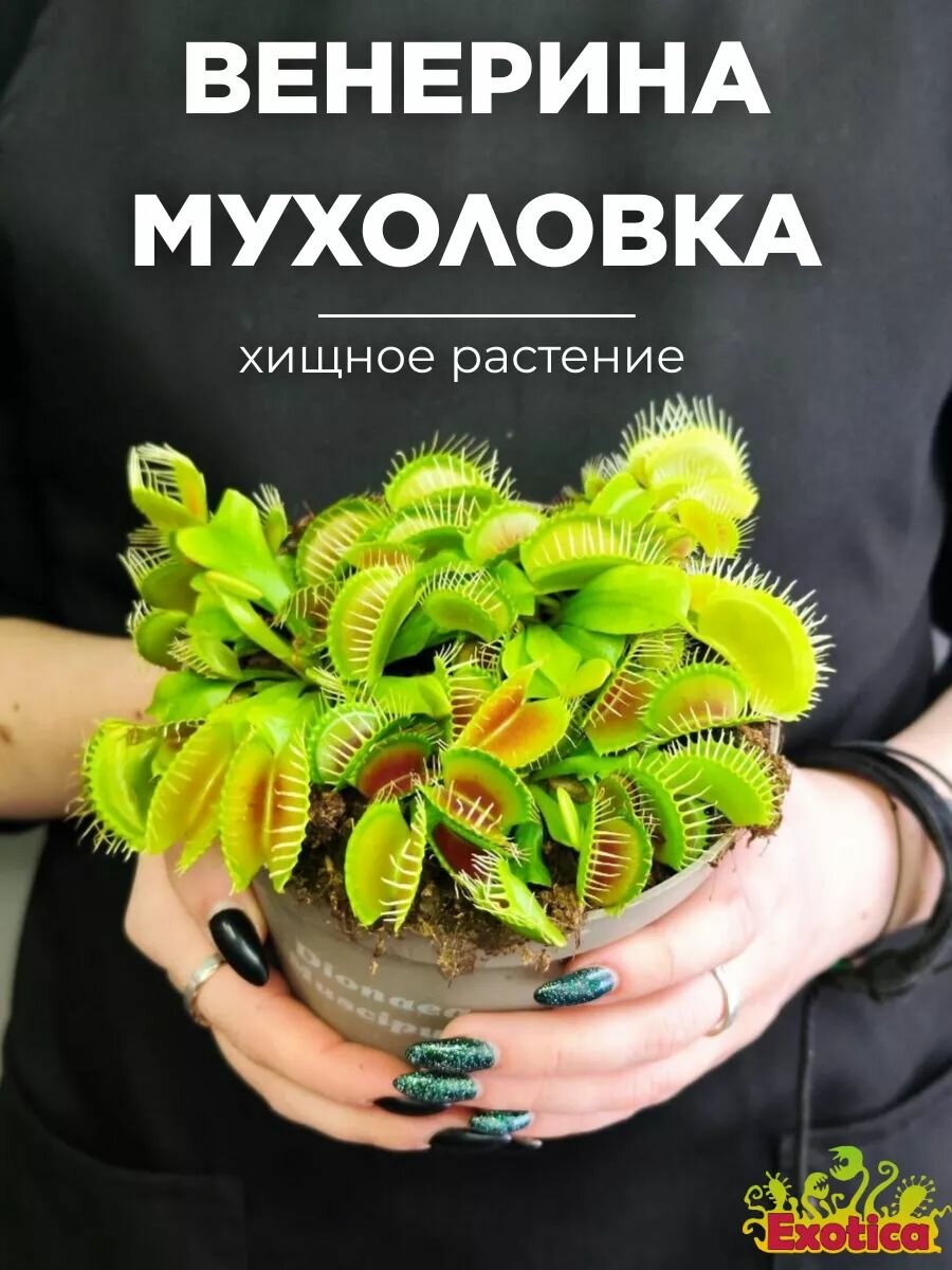 Венерина Мухоловка 