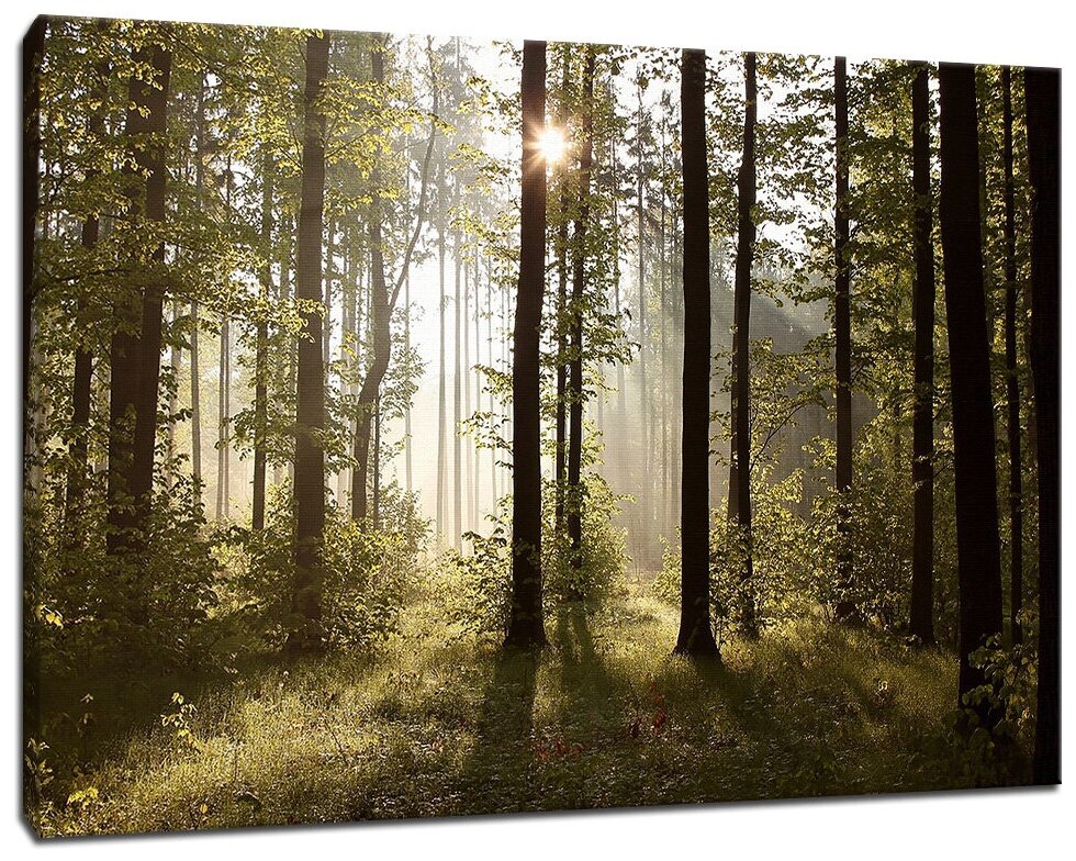 Картина Уютная стена "Солнечный день в лесу" 90х60 см