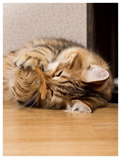 Игрушка для кошек и котят Japan Premium Pet дразнилка Мышонок-летун, серия "Волшебная коробка для кошки" - фотография № 9