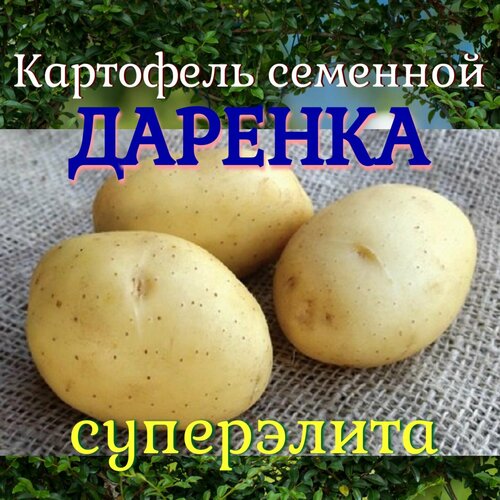 Семенной селекционный картофель Даренка Суперэлита 2 кг семенной селекционный картофель адретта репродукция супер элита 2 кг лук севок в подарок