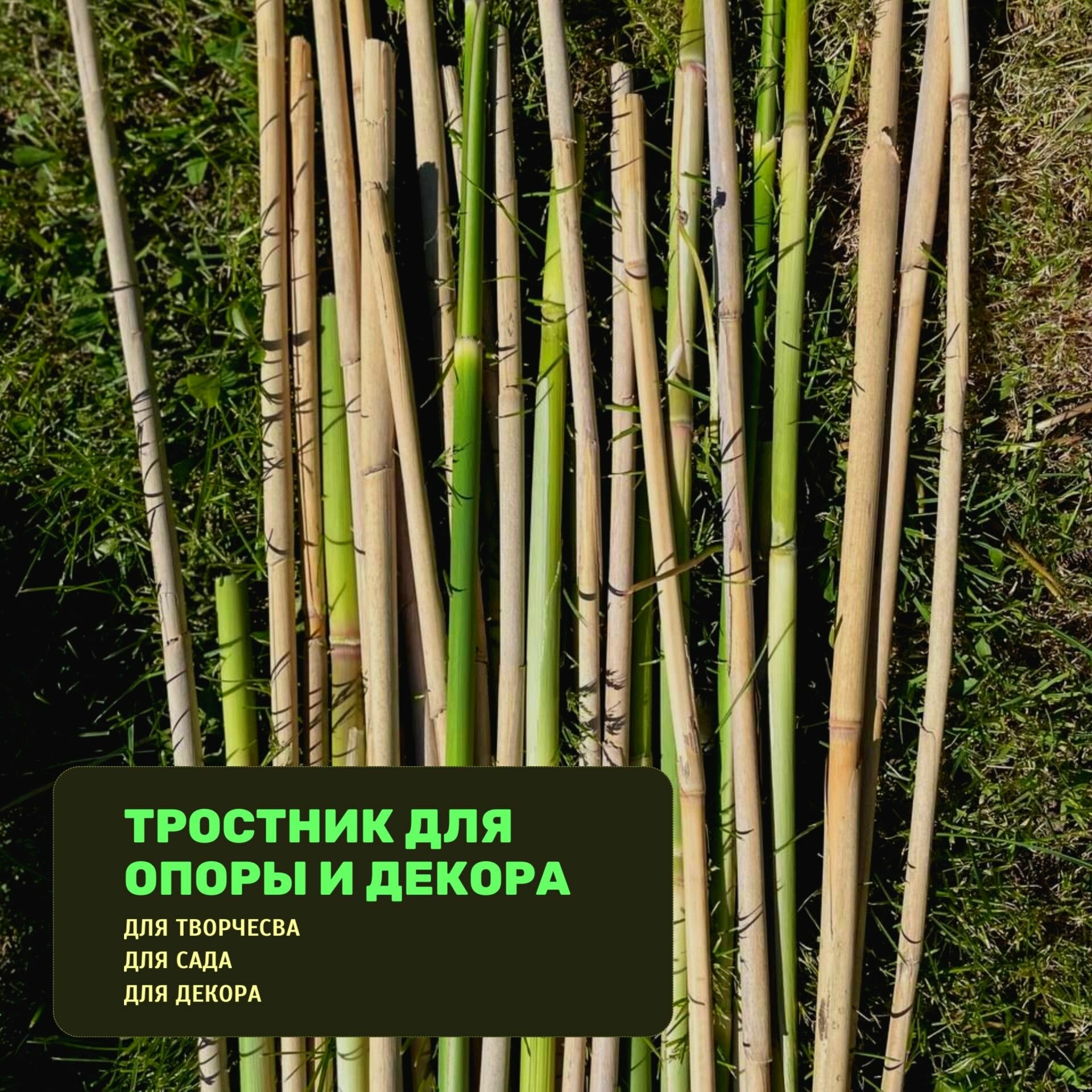 фото Тростник для опоры для сада и декора