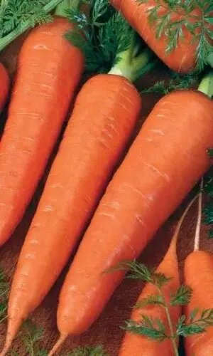 Семена моркови «Красный Великан» 1500 шт поздний сорт для длительного хранения