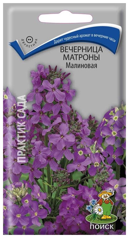 Вечерница Матроны Малиновая