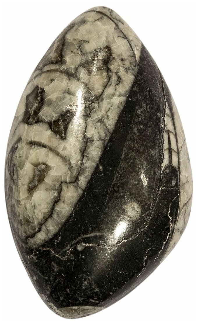 Кабошон Ортоцерас, природный, 46х27х8 мм, вес камня 15 грамм