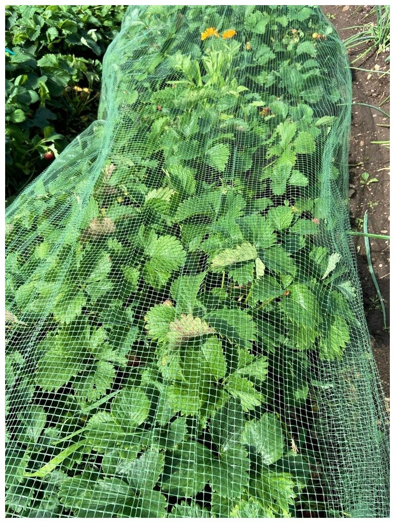 Сетка для защиты урожая от птиц 2х10 м (20 м2), пластиковая сетка садовая ячейка 6х8 мм, хаки