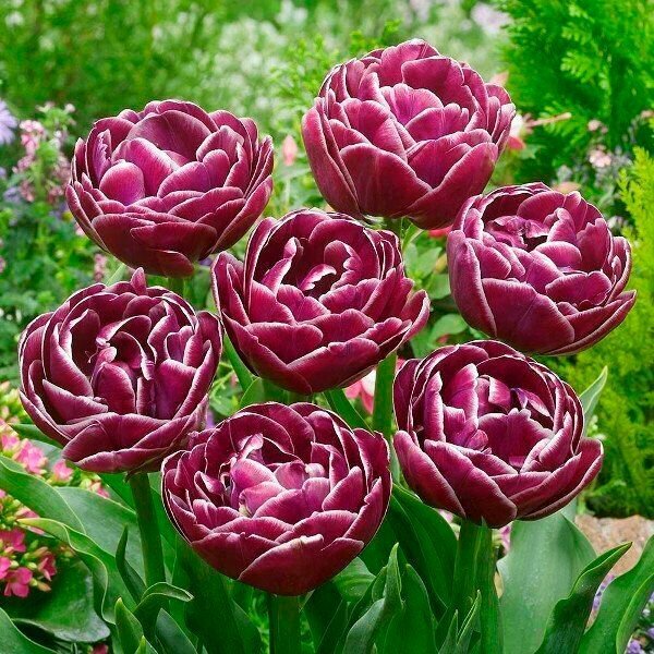 Луковичные цветы Тюльпан Dream Touch 5 шт - фотография № 7