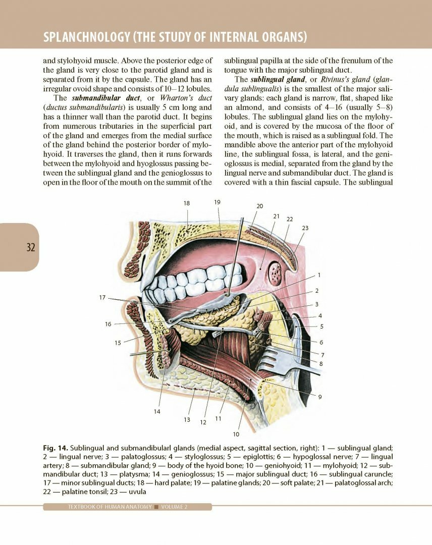 Textbook of Human Anatomy. In 3 volumes. Volume 2. Splanchnology and cardiovascular system - фото №7