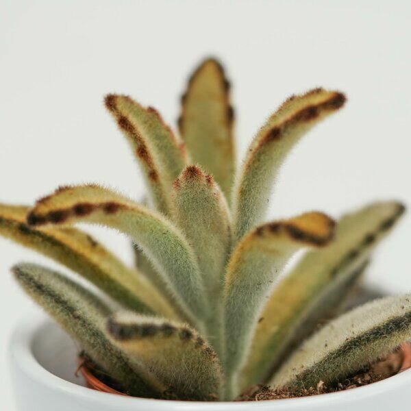 Каланхоэ Томентоза Негра (Kalanchoe tomentosa Negra) D5см