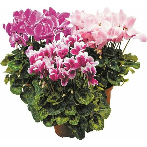 Растение Цикламен Персидский 35 см в ассортименте 659₽