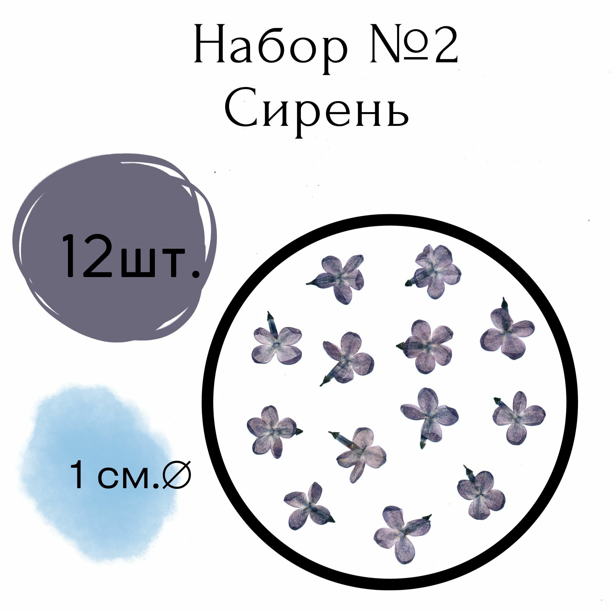 Набор плоских сухоцветов сирени №2 - 12шт.