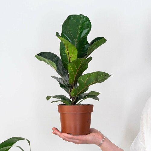 Фикус Лирата Bombino 12 х 35 см 3000₽