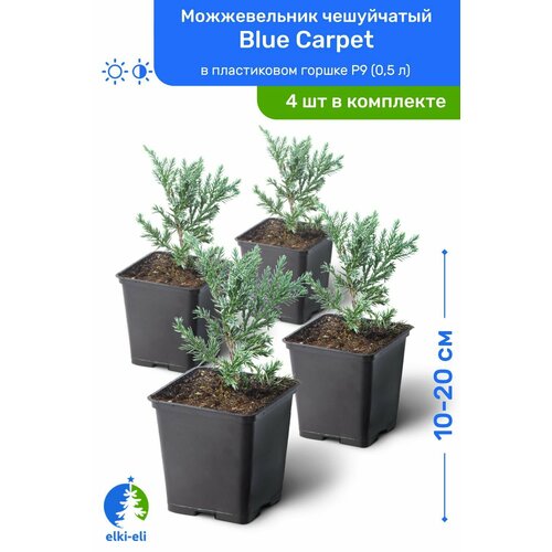 Можжевельник чешуйчатый Blue Carpet (Блю Карпет) 10-20 см в пластиковом горшке P9 (0,5 л), саженец, хвойное живое растение, комплект из 4 шт можжевельник чешуйчатый блю стар