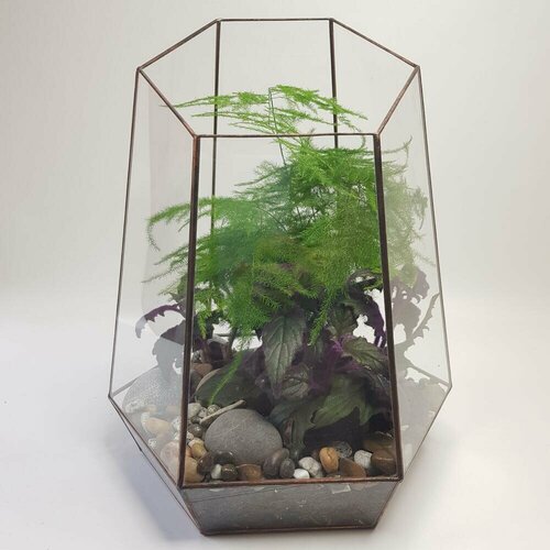 Большой флорариум с аспарагусом