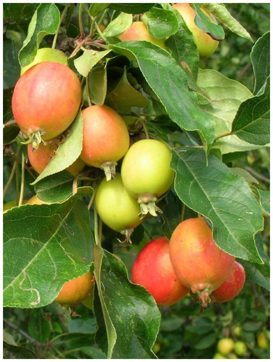 Семена Яблоня лесная (Malus sylvestris), 25 штук