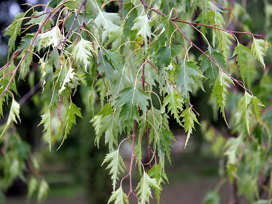 Береза Далекарлийская - Серебряная (лат. Betula pendula Dalecarlica) Семена 100 шт + подарочек