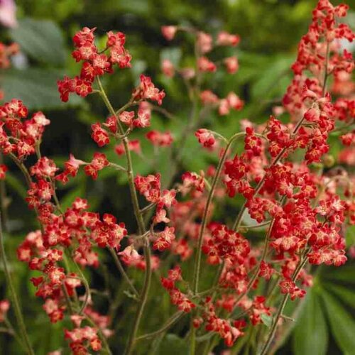 Хеухера Гейхера Карминно-красная 652₽