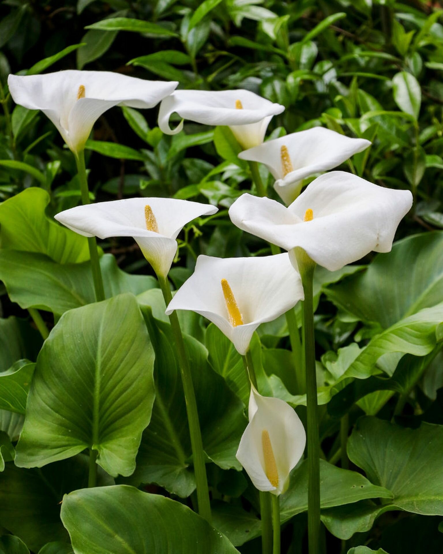 Калла Эфиопская 1 шт. / Calla aethiopica