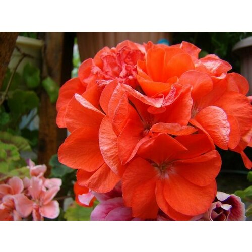 Пеларгония Дансер F2 Ред