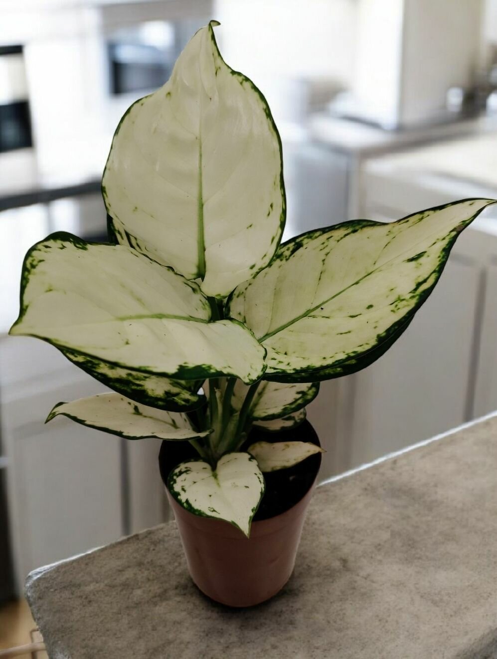 Аглаонема Вайт Джой (Aglaonema White Joy) Тропическое Комнатное Растение в Горшке