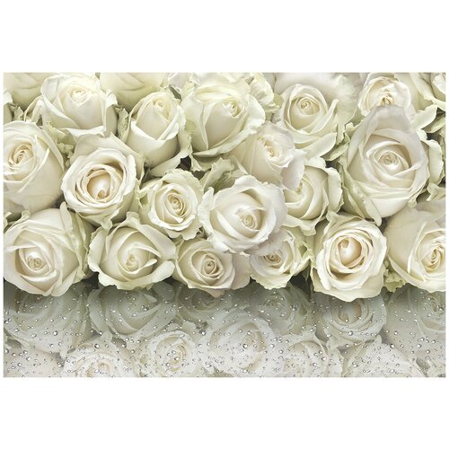 Фотообои Уютная стена 3D Розы белые 390х270 см Бесшовные Премиум (единым полотном)