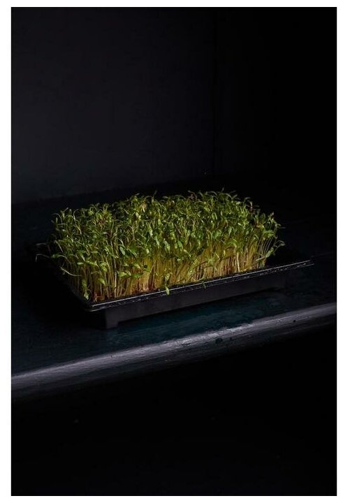 Набор Vegebox для выращивания микрозелени - Пшеница - фотография № 10