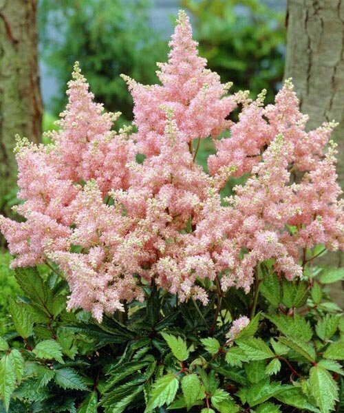 Астильба Сестра Тереза (Арендса), 1 штука