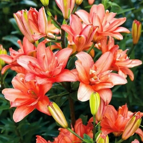 Лилия азиатская махровая Фалмарин 3 шт 1289₽