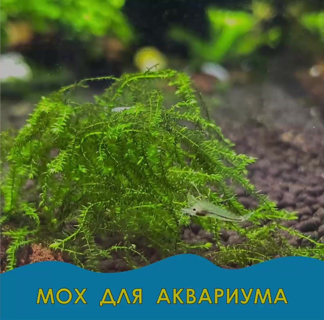 Мох для аквариума/ живое аквариумное растение для создания уникального дизайна и акваскейпа — фото 1