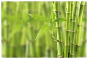 Постер на холсте Бамбук (Bamboo) №3 60см. x 40см.