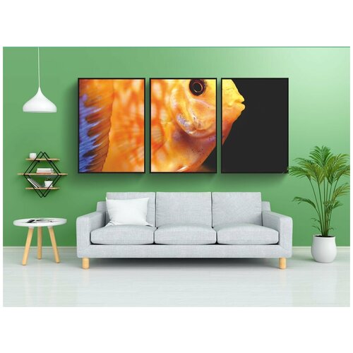 фото Набор модулных постеров для интерьера "рыб discus, discus цихлид, рыбы" 60x90 см. в тубусе, без рамки lotsprints