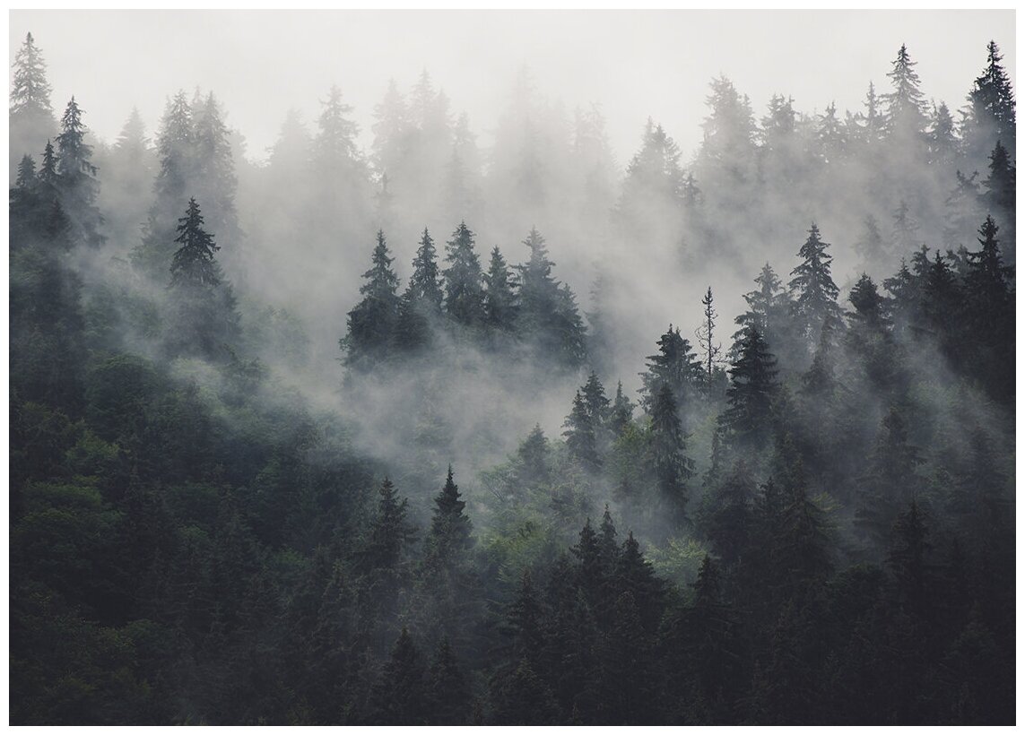 Туман над лесом - Виниловые фотообои, (211х150 см)