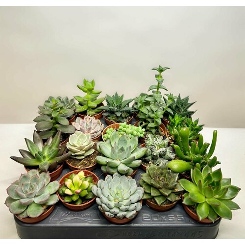 Набор из суккулентов 3 шт D-5 1800₽