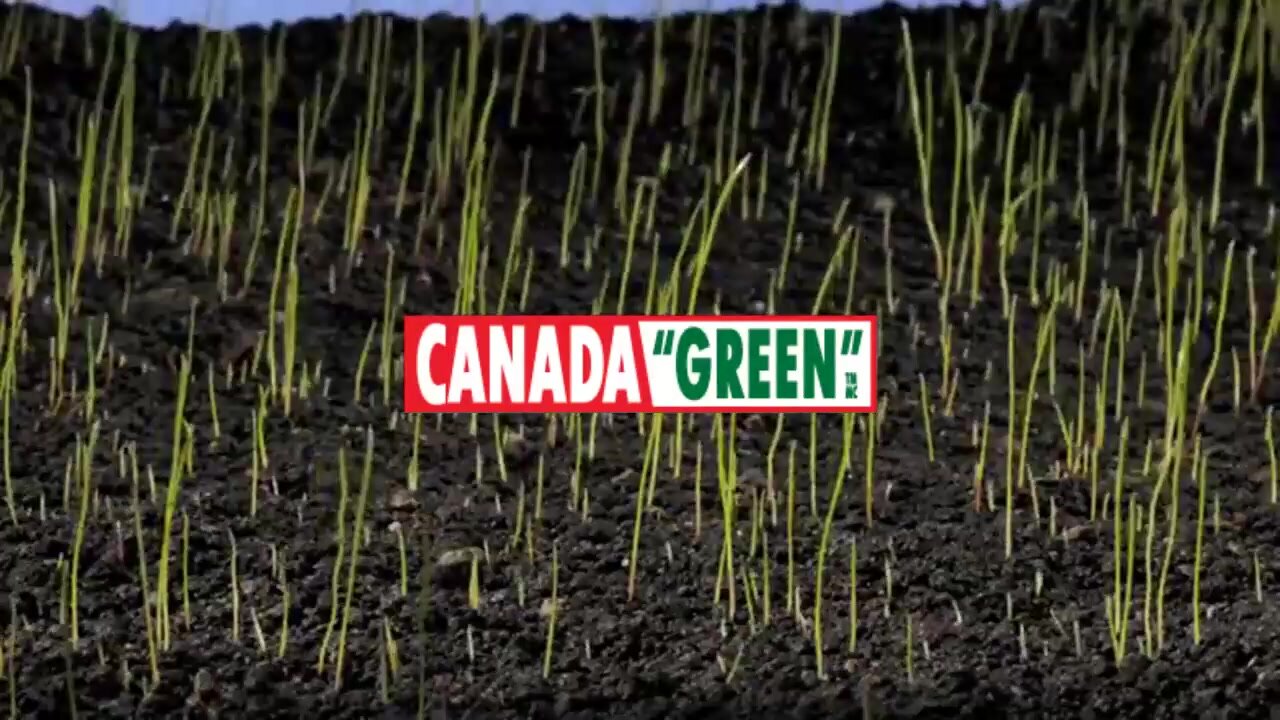 Газонная трава семена Канада Грин Солнцеустойчивая 5кг / Canada Green Solar 5 кг — фото 1