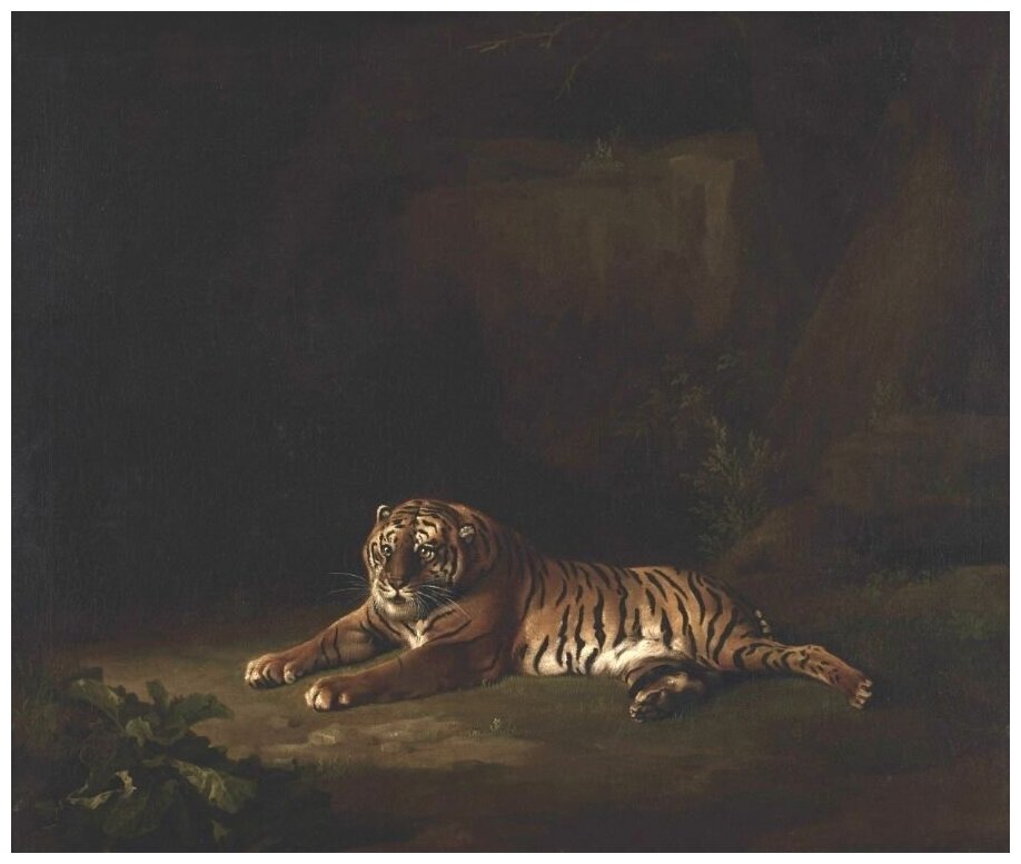 Репродукция на холсте Тигр (1769-1771) (Tiger) Стаббс Джордж 36см. x 30см.