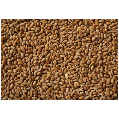 Пшеница кормовая для птиц и животных 10 кг 10 кг пшеница кормовая для животных и птиц