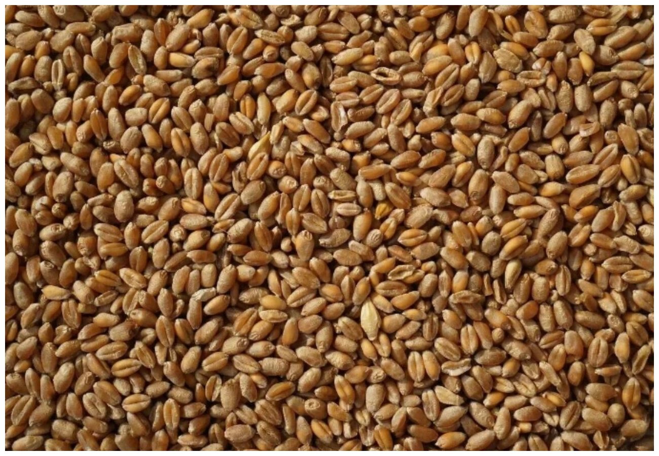 Пшеница кормовая для птиц и животных 10 кг