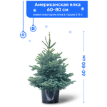 Ель Голубая (Американская), живая новогодняя елка в пластиковом горшке - изображение